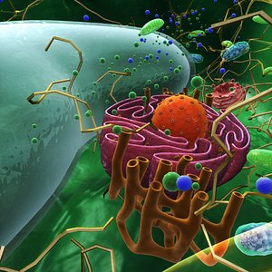 Plant cell