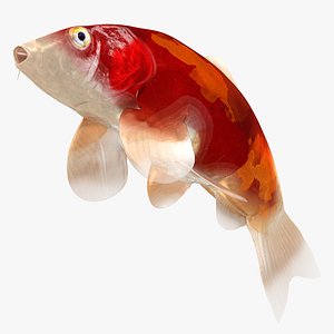 Japanese Carp Fish Rigged L1767 3D model