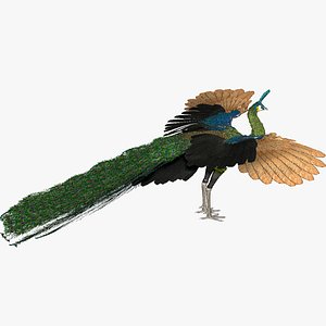 Peacock