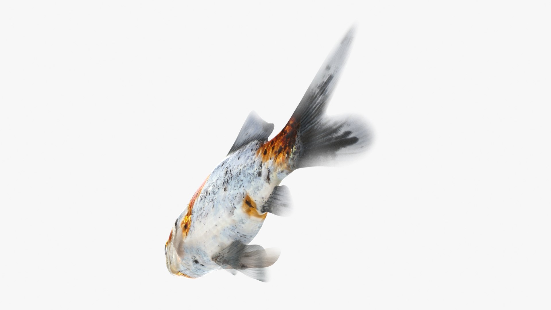 Shubunkin Goldfish Model - TurboSquid 2298029