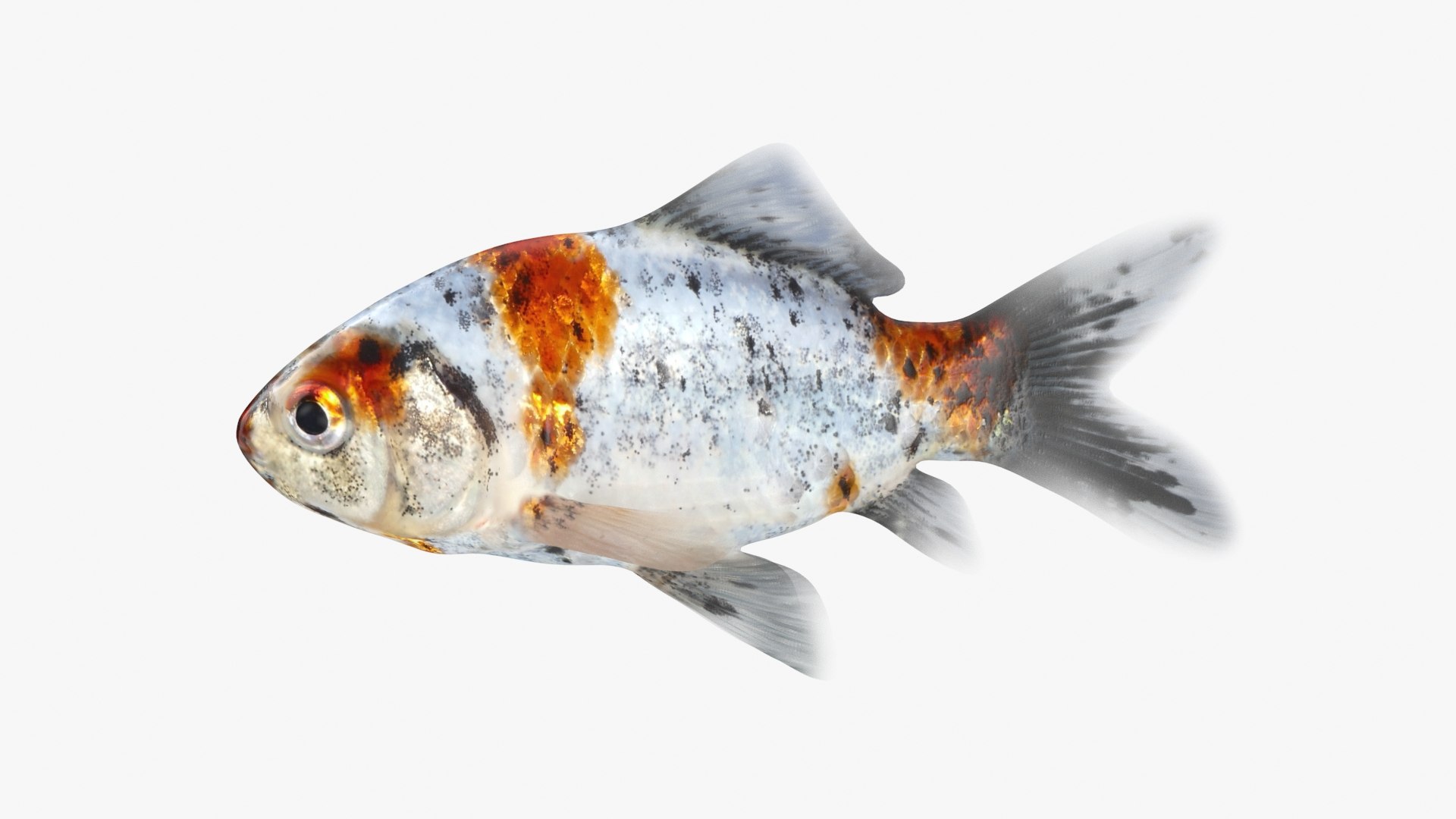 Shubunkin Goldfish Model - TurboSquid 2298029