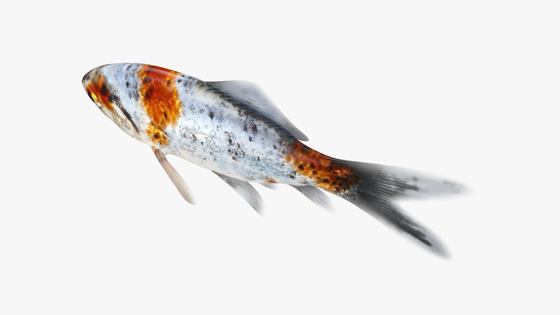Shubunkin Goldfish Model - TurboSquid 2298029