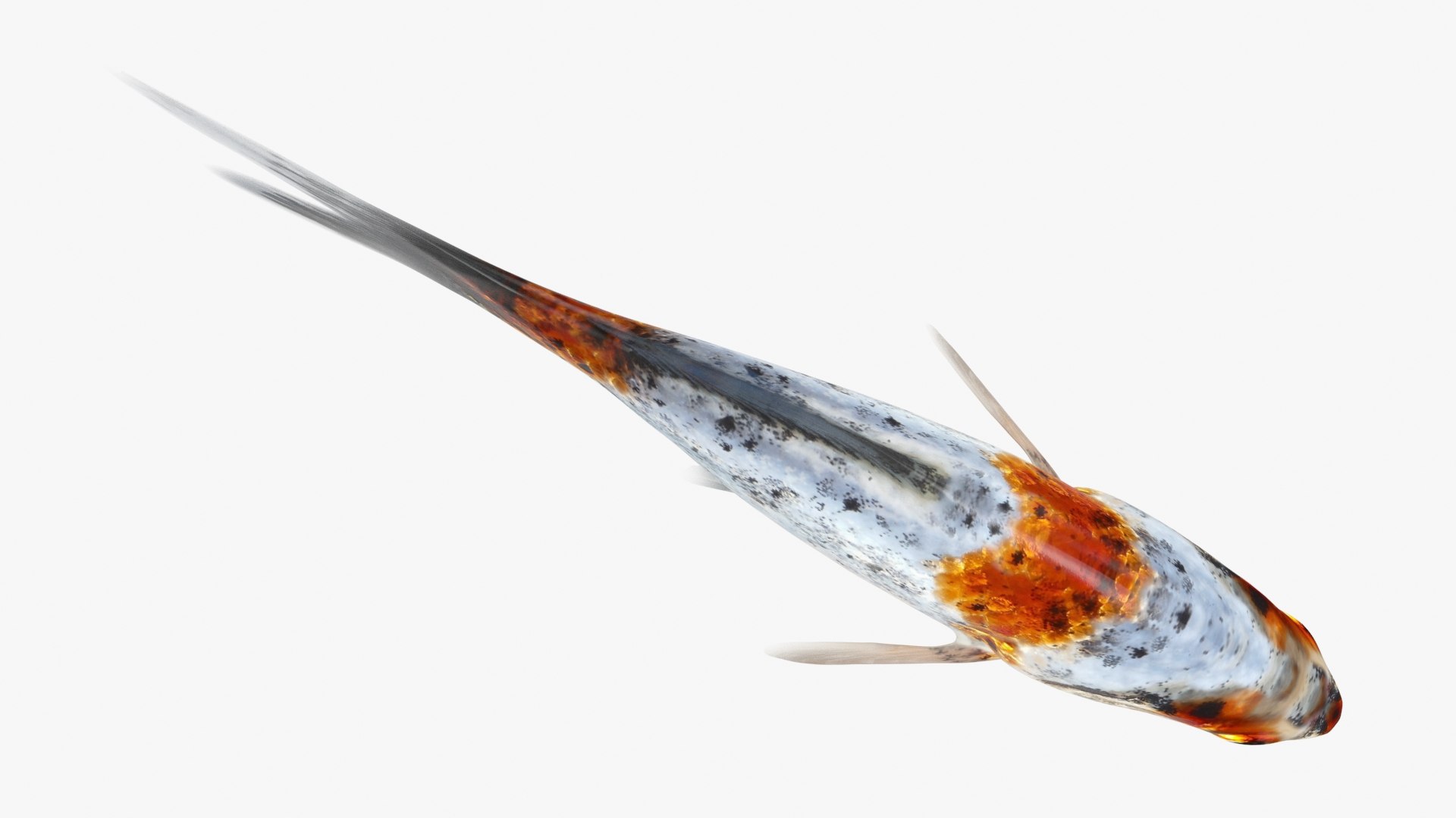 Shubunkin Goldfish Model - TurboSquid 2298029