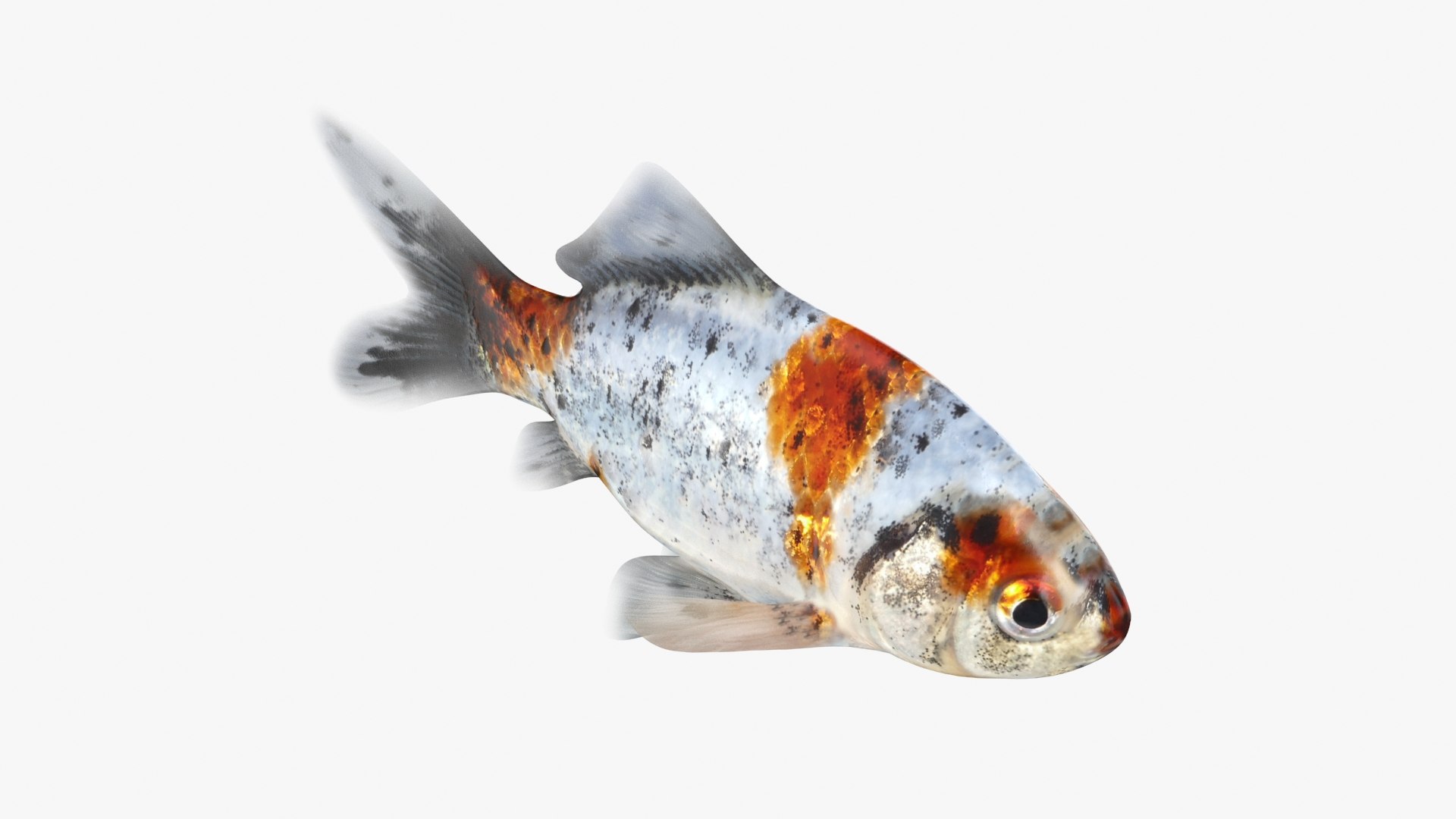 Shubunkin Goldfish Model - TurboSquid 2298029