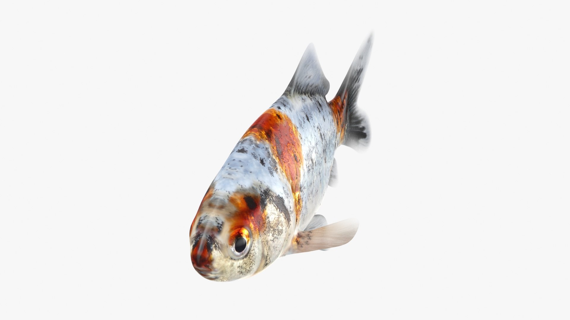 Shubunkin Goldfish Model - TurboSquid 2298029