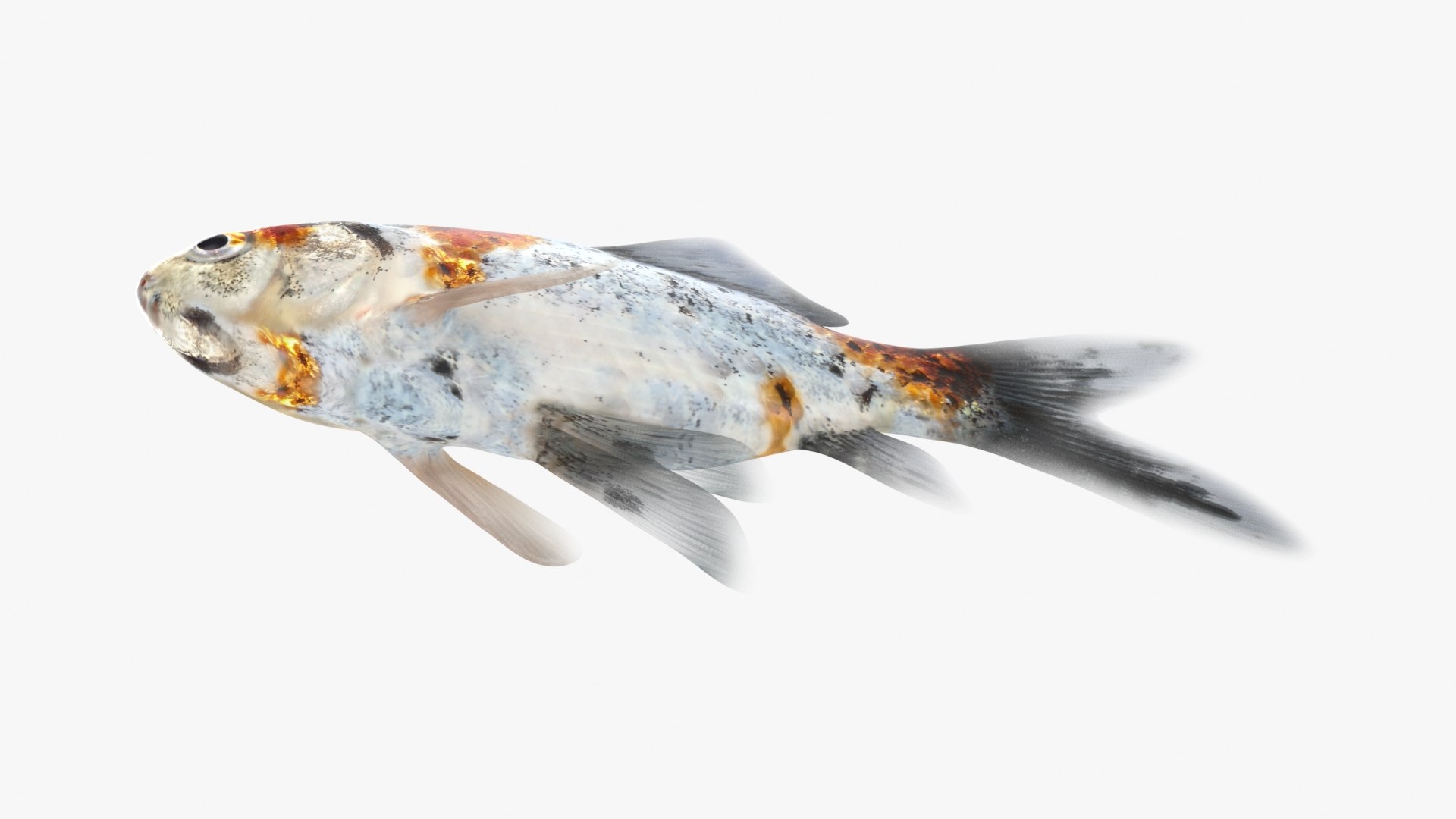 Shubunkin Goldfish Model - TurboSquid 2298029