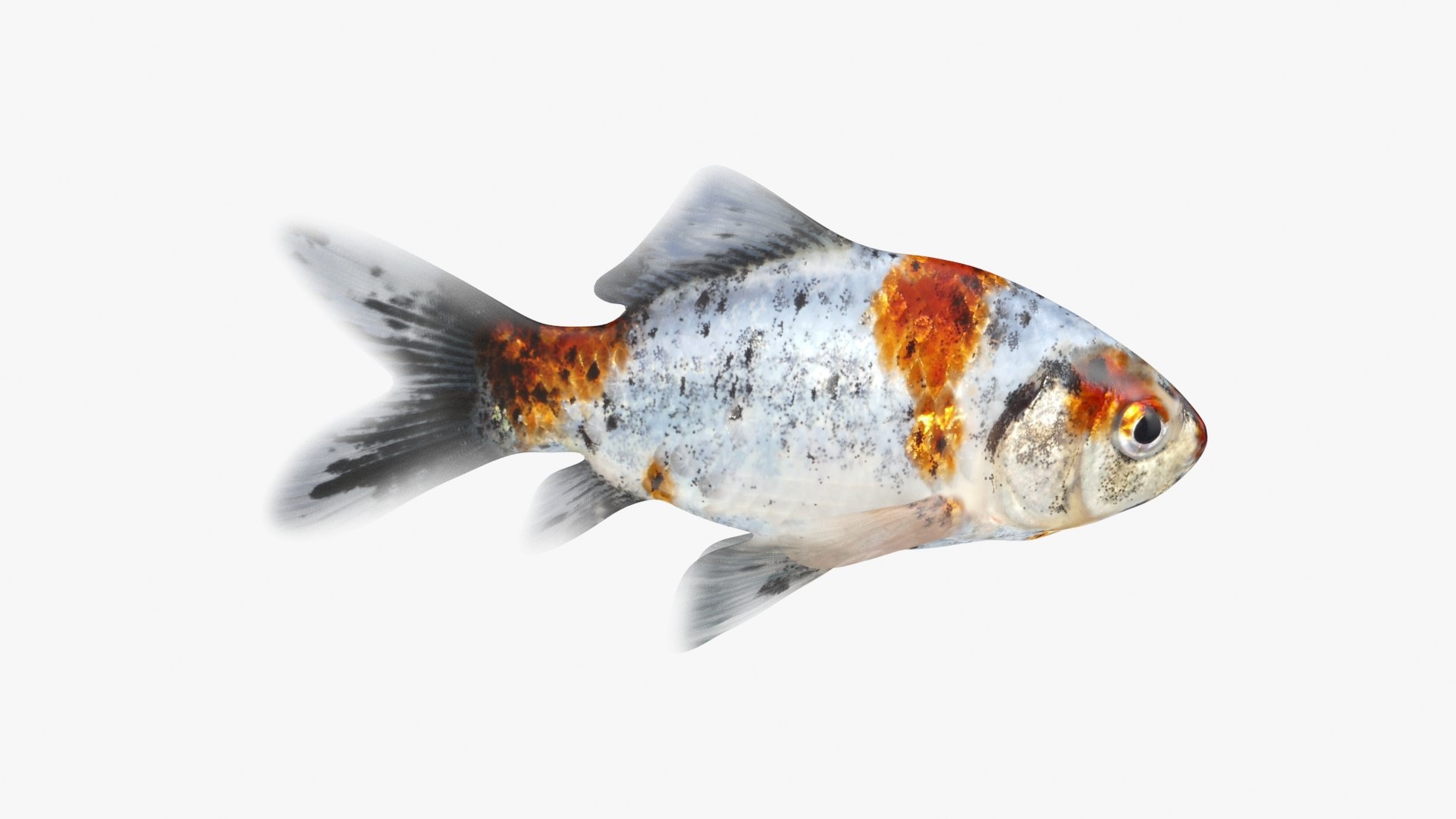 Shubunkin Goldfish model https://p.turbosquid.com/ts-thumb/yL/haeIgm/yz/shubunkin_a0001/jpg/1730118718/1920x1080/fit_q87/70702e8395157327e2a011c00d3b6a33a35cda43/shubunkin_a0001.jpg