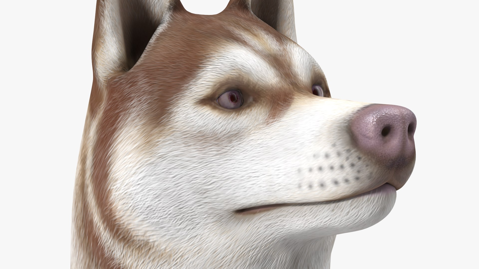 Husky Dog Copper and White Coat Rigged 3D model - TurboSquid 1805416