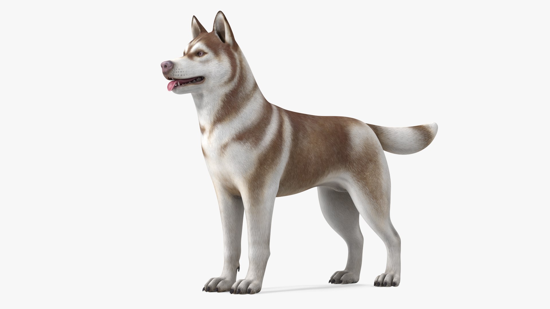 Husky Dog Copper and White Coat Rigged 3D model preview