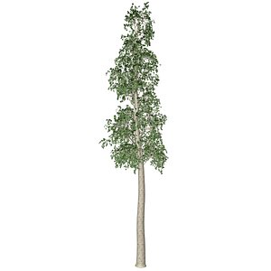 3D European Aspen Tree - 10 - model