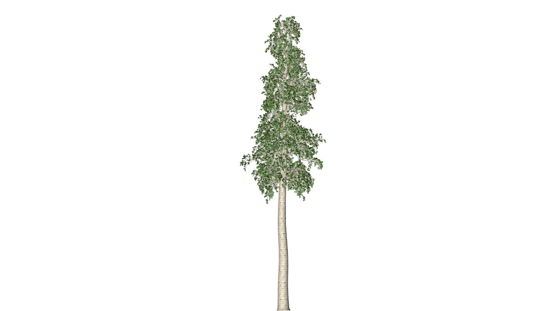 3D European Aspen Tree - 10 - model https://p.turbosquid.com/ts-thumb/yL/tR4Ynd/6U/ea_103/png/1742111576/1920x1080/fit_q87/d59f326619a352b6340b74f0dc1da664137e9178/ea_103.jpg