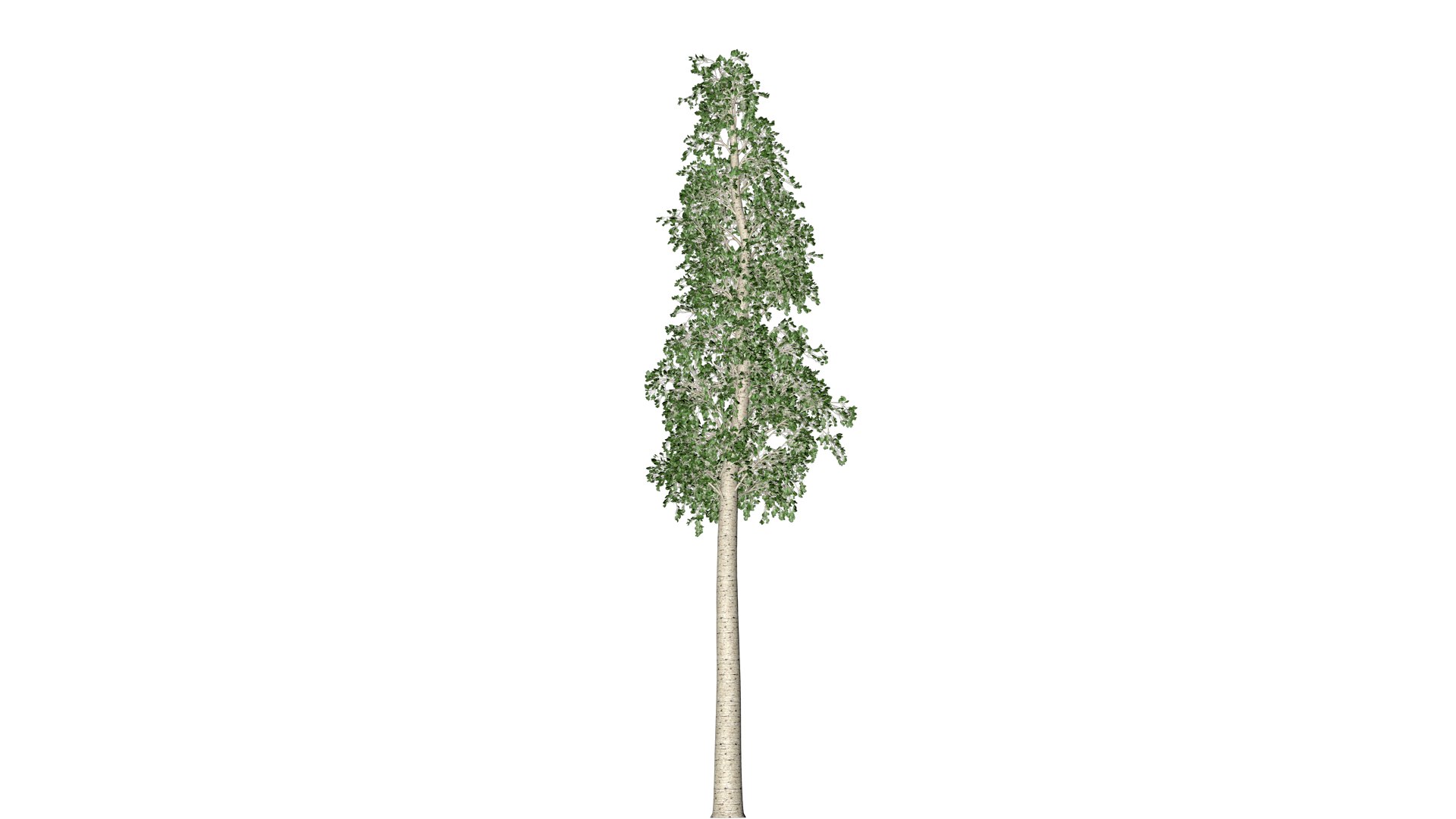 3D European Aspen Tree - 10 - model https://p.turbosquid.com/ts-thumb/yL/tR4Ynd/Gj/ea_102/png/1742111576/1920x1080/fit_q87/cb7b65510164c97793cb2558caf8f67932b5c79b/ea_102.jpg