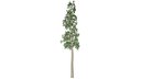 European Aspen Tree - 10 -