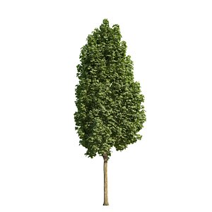 3d norway maple tree columnar