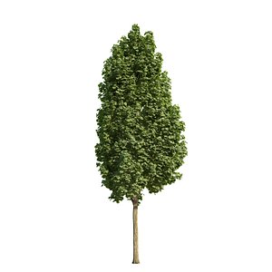 Acer platanoides columnare 201SU
