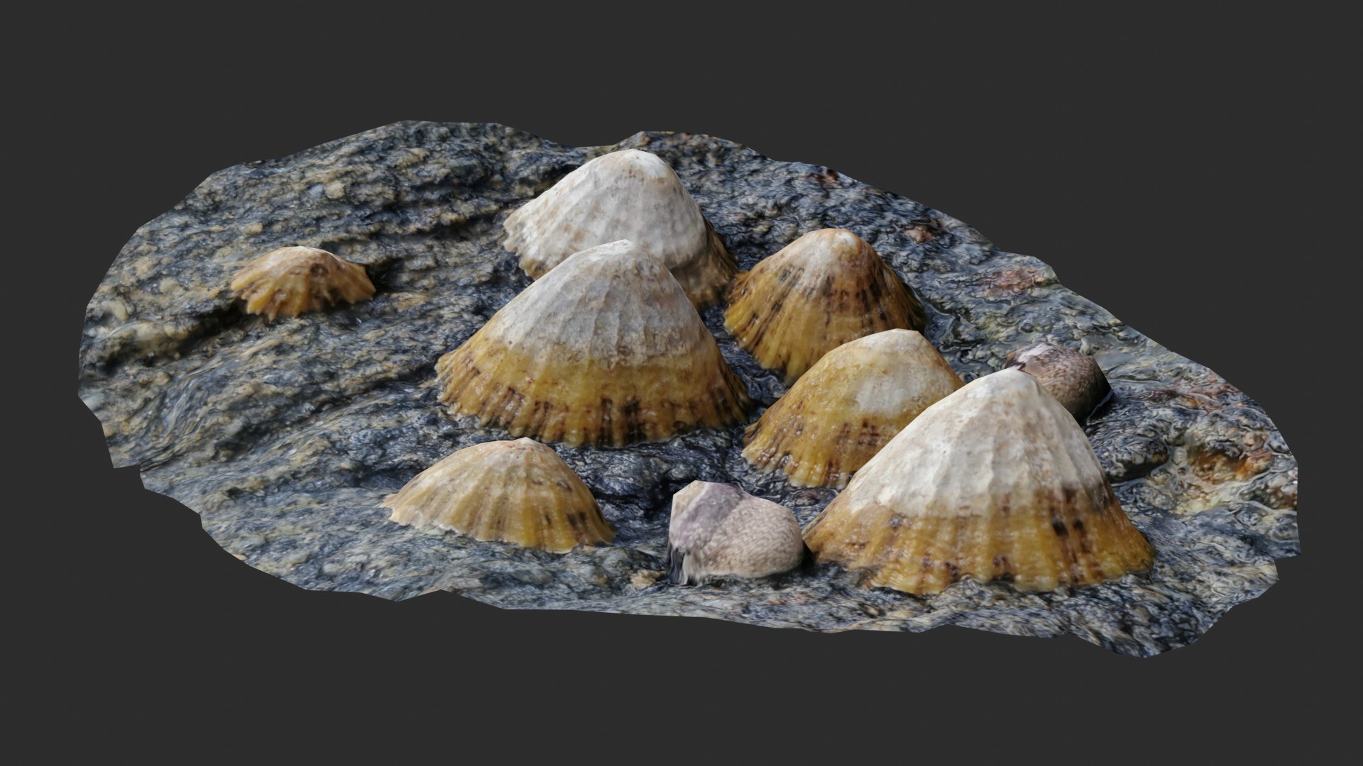 Shell Group 3D Scan 1 3D - TurboSquid 1786330