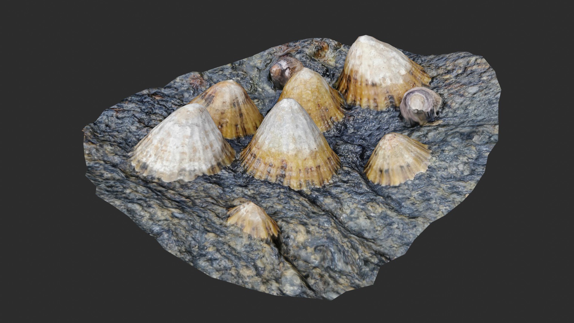 Shell Group 3D Scan 1 3D - TurboSquid 1786330