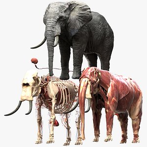 Africa Elephant Anatomy