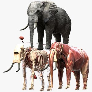 Africa Elephant Anatomy