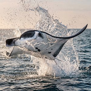 Marine Manta Ray Rigged For Maya