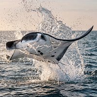 Marine Manta Ray Rigged For Maya