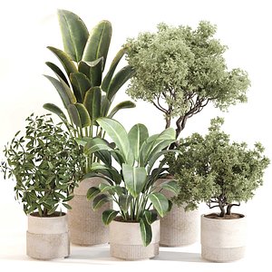 3D Indoor Plant Set 0120 model