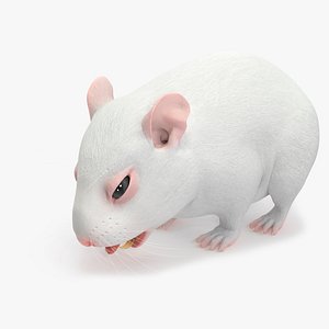3D Dwarf Hamster White Rigged