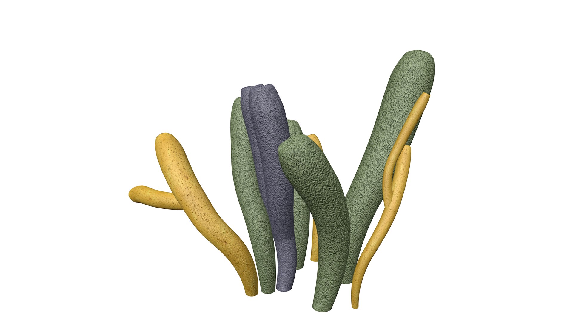 Tube Sponge - 02 - Model - TurboSquid 2371847