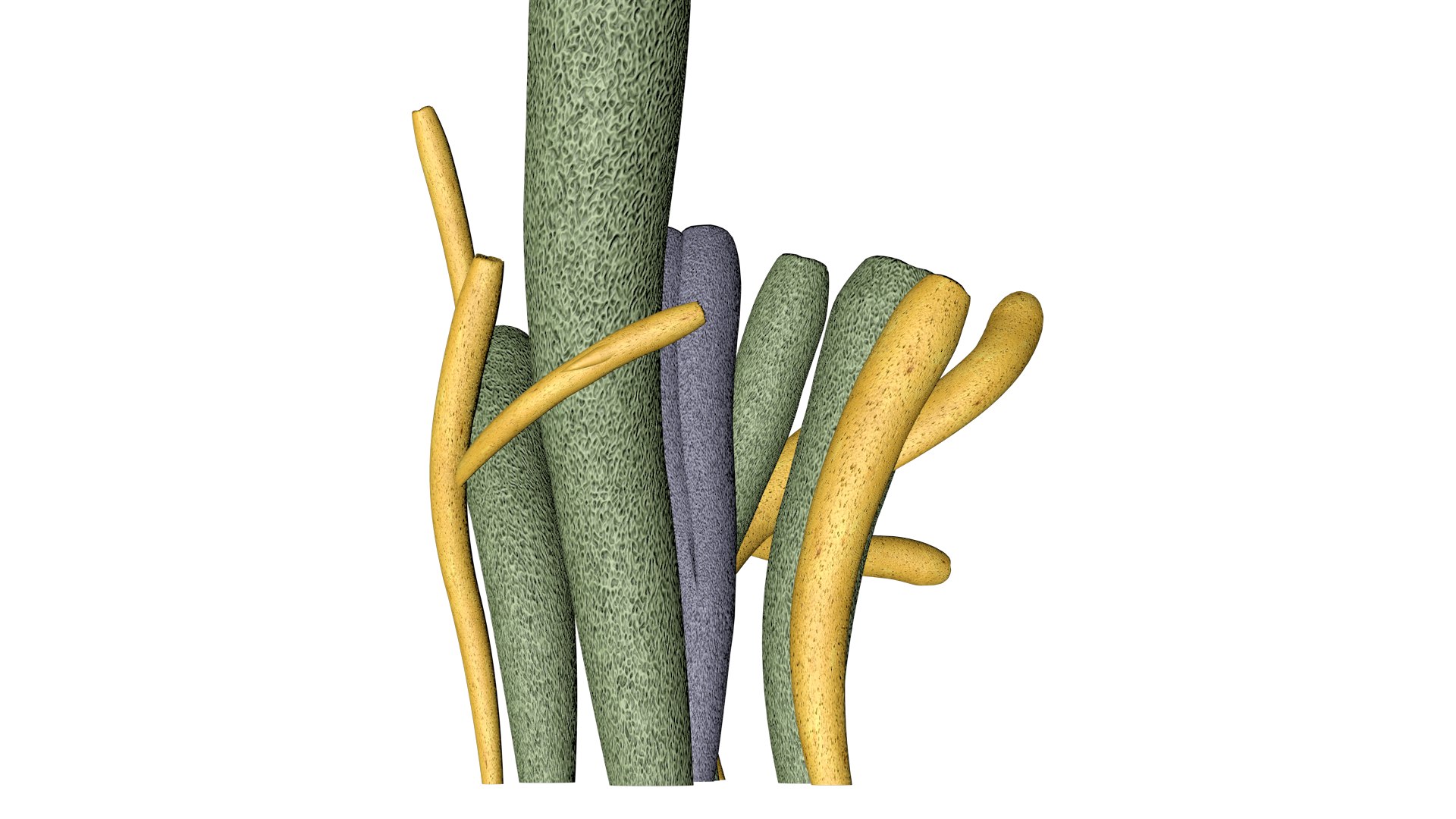 Tube Sponge - 02 - Model - TurboSquid 2371847