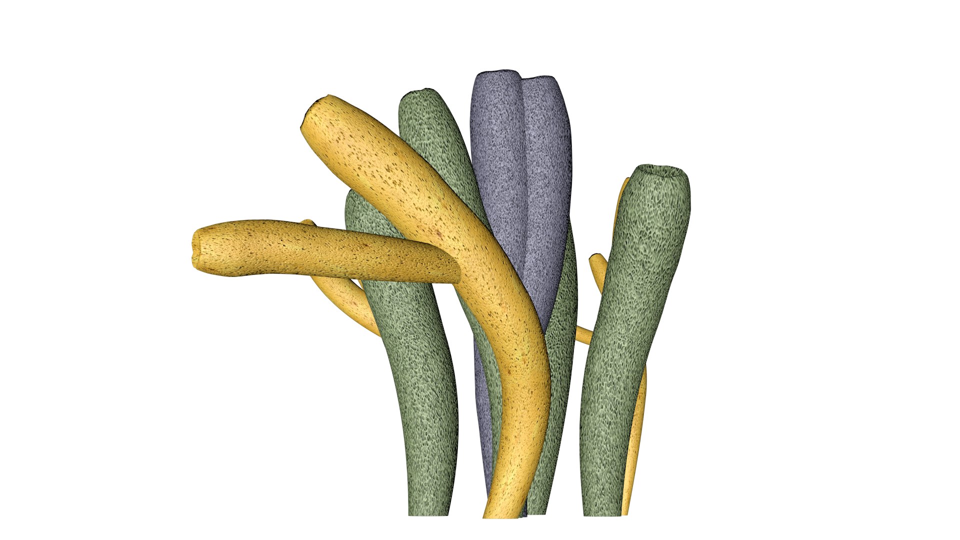 Tube Sponge - 02 - Model - TurboSquid 2371847