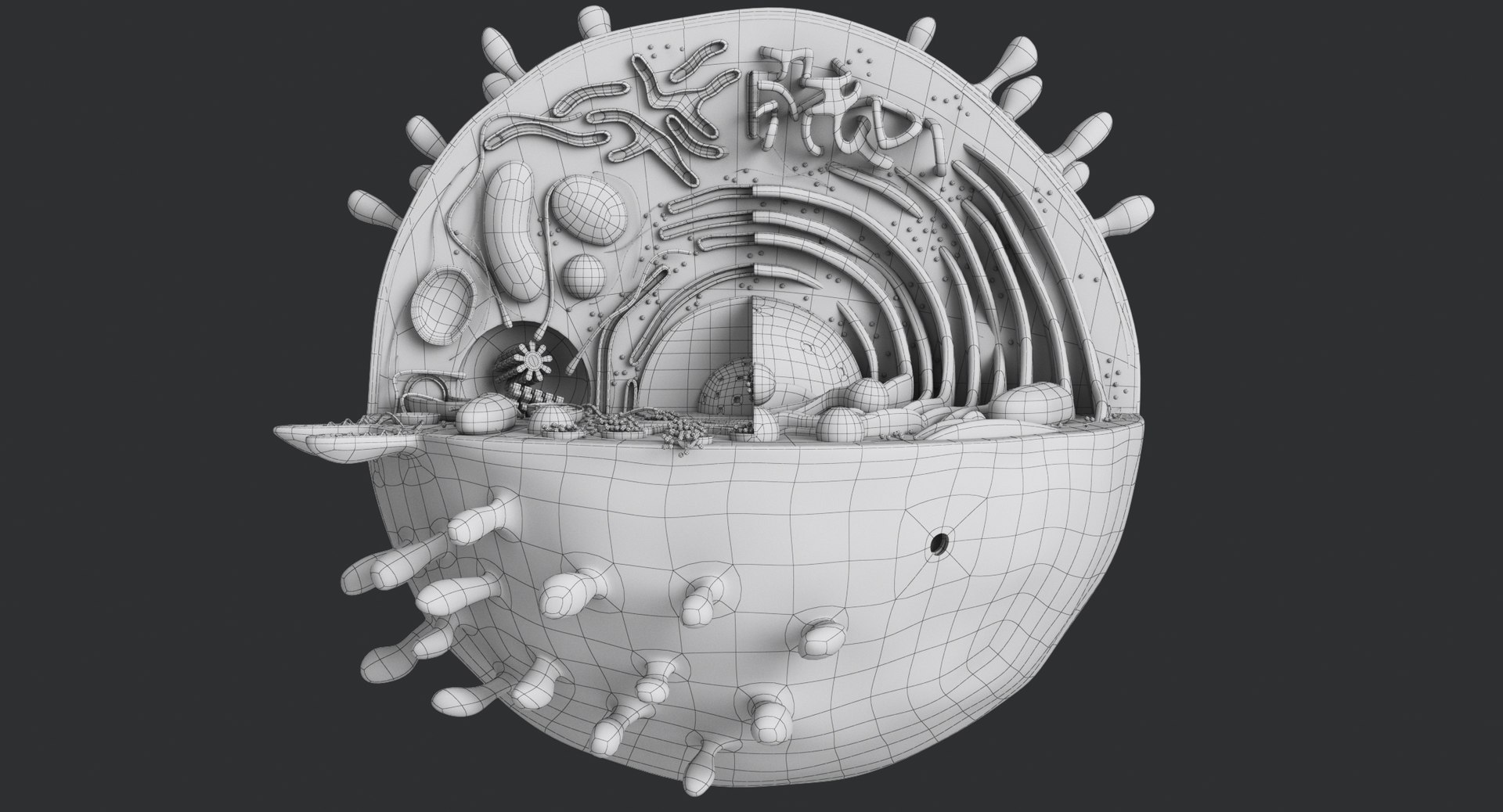 animal cell model https://p.turbosquid.com/ts-thumb/yM/u70Sq9/AVrEv9nr/animalcell_0086/jpg/1559374521/1920x1080/fit_q87/03d074092642e71a7a623a54c179ee898b8c4b51/animalcell_0086.jpg