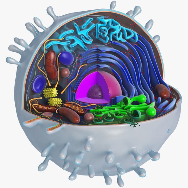 Animal Cell 3D Models for Download TurboSquid