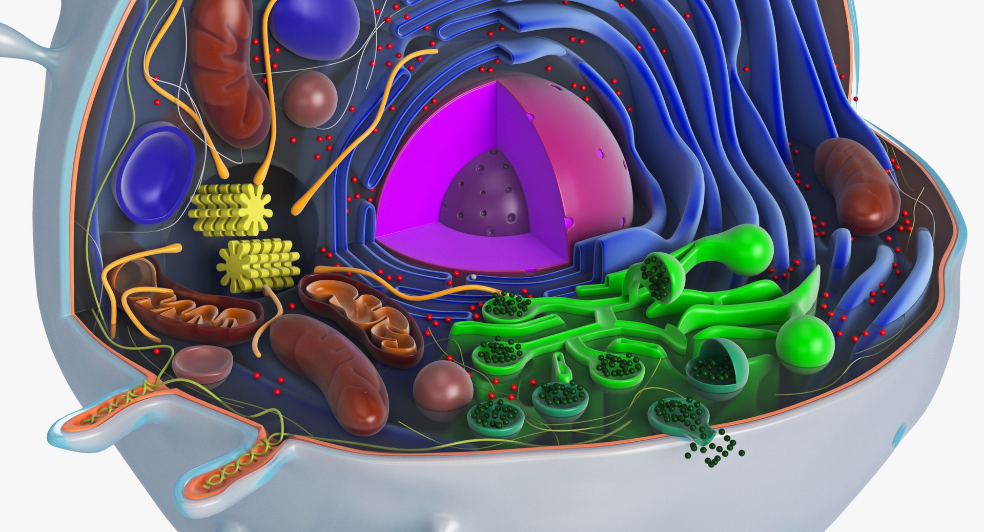 animal cell model https://p.turbosquid.com/ts-thumb/yM/u70Sq9/J3JgJb24/animalcell_0078/jpg/1559374439/1920x1080/fit_q87/83028df32f826b29a4aa810f1e23895e52c37fda/animalcell_0078.jpg