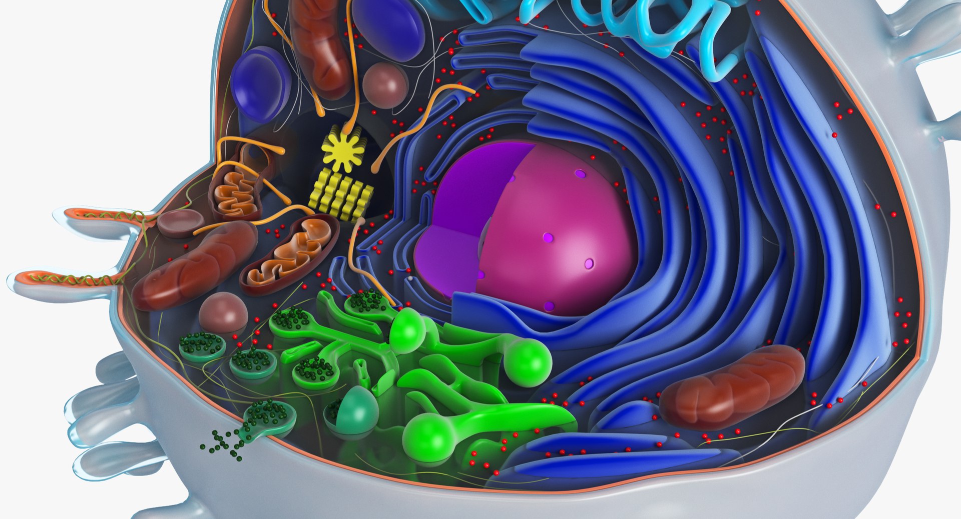 animal cell model https://p.turbosquid.com/ts-thumb/yM/u70Sq9/NtzbtbWX/animalcell_0079/jpg/1559374439/1920x1080/fit_q87/2cfb96bf569c5b43059e1f1eb857d0061c22bd29/animalcell_0079.jpg