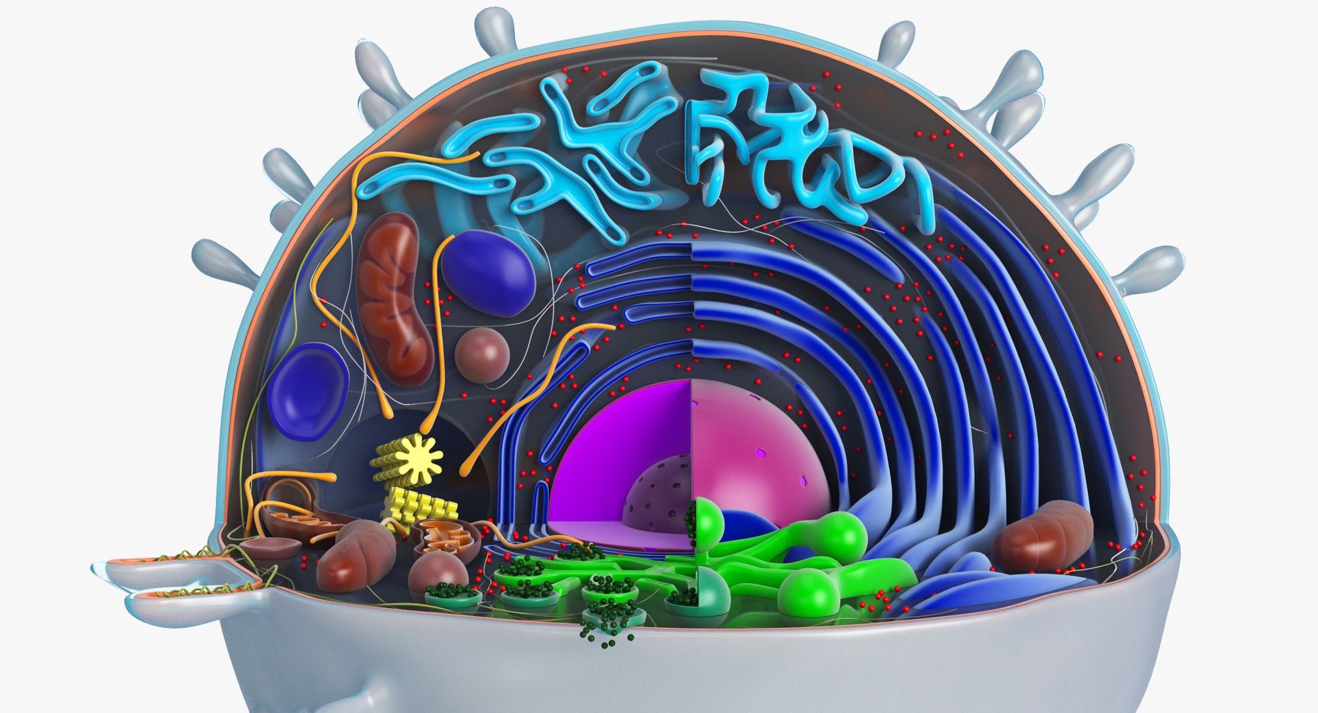 animal cell model https://p.turbosquid.com/ts-thumb/yM/u70Sq9/WRbe1JRH/animalcell_0080/jpg/1559374440/1920x1080/fit_q87/0918b5ebdb5338fc5f6dbac4b08613a792657bd2/animalcell_0080.jpg