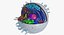 Animal Cell