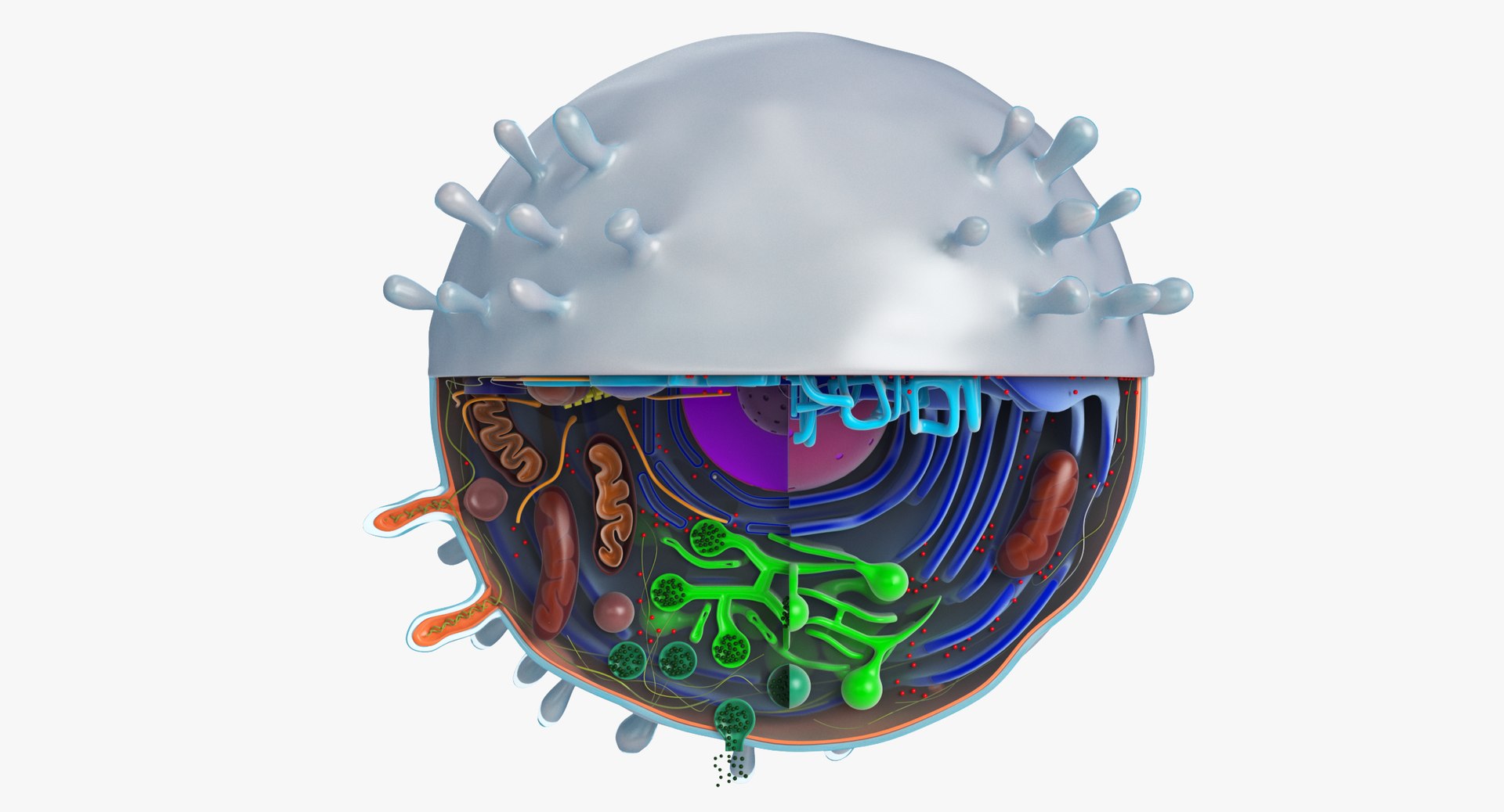 animal cell model https://p.turbosquid.com/ts-thumb/yM/u70Sq9/cdsIX6H3/animalcell_0076/jpg/1559374439/1920x1080/fit_q87/43c004c9fbf9439db170a32eba6867176795ce31/animalcell_0076.jpg