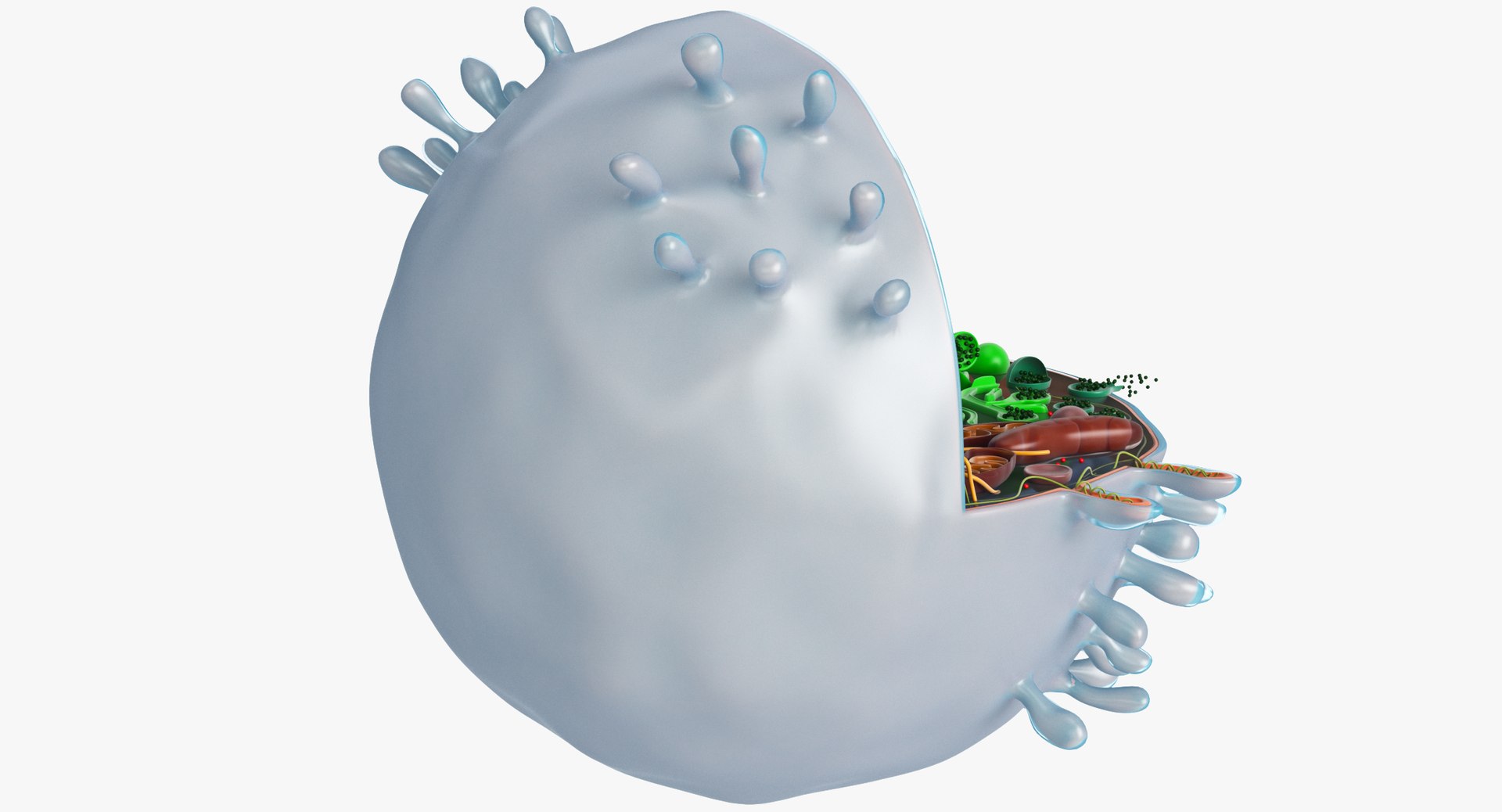 animal cell model https://p.turbosquid.com/ts-thumb/yM/u70Sq9/fIQ2PxeS/animalcell_0077/jpg/1559374439/1920x1080/fit_q87/ccf34833fcb324412205ca24eb94b6bed1f38c3d/animalcell_0077.jpg
