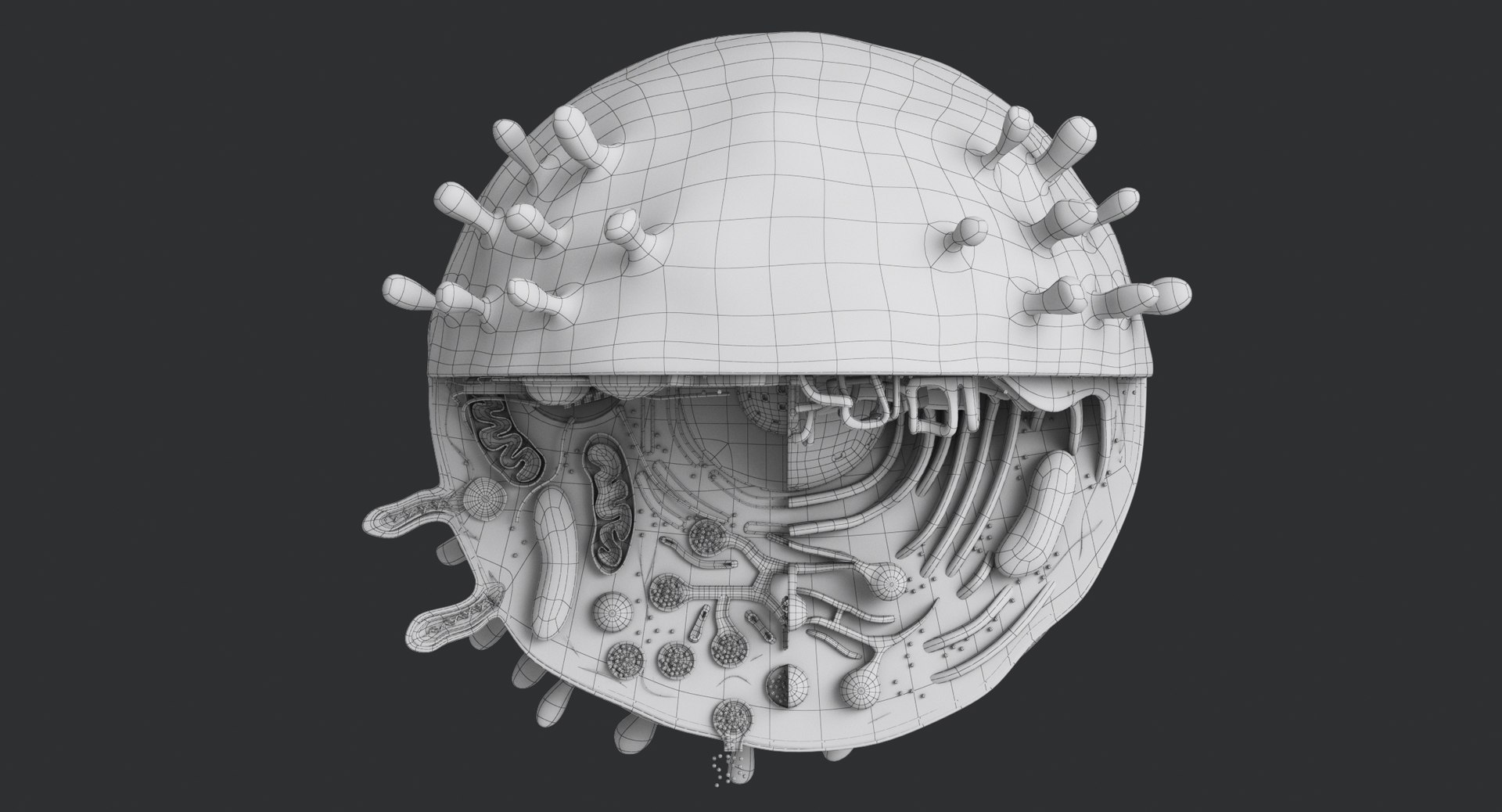 animal cell model https://p.turbosquid.com/ts-thumb/yM/u70Sq9/ky2bbjxo/animalcell_0087/jpg/1559374521/1920x1080/fit_q87/2a5ef2e104106cbd1fa90a5ef28fb10ec5db9558/animalcell_0087.jpg