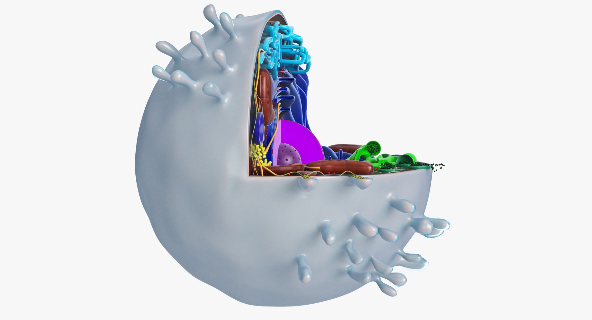 animal cell model https://p.turbosquid.com/ts-thumb/yM/u70Sq9/ofxcUbOs/animalcell_0073/jpg/1559374439/1920x1080/fit_q87/fe4e6dfa021d1bba4058bd424a30b2cec7c4ed85/animalcell_0073.jpg