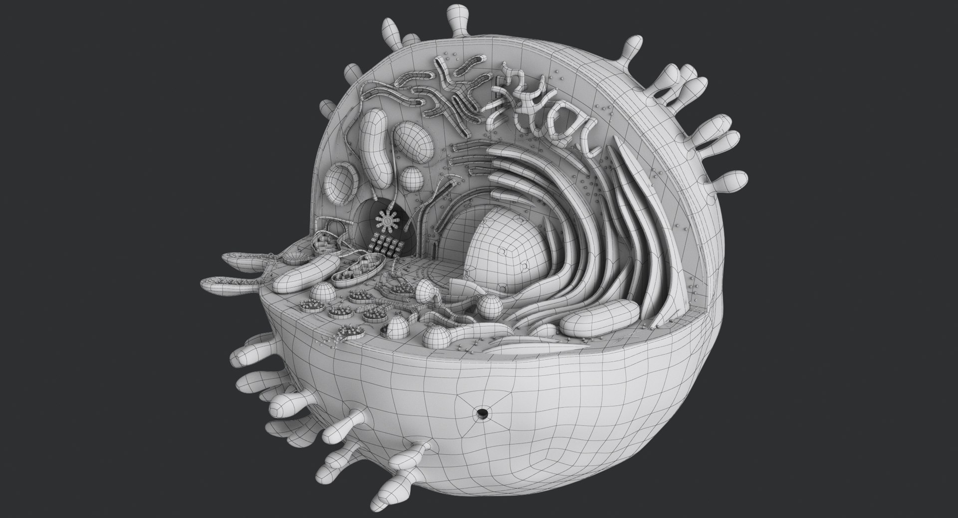 animal cell model https://p.turbosquid.com/ts-thumb/yM/u70Sq9/pha4SFIs/animalcell_0083/jpg/1559374520/1920x1080/fit_q87/672ab041cc1b3029f723aa2bfd814a4029e18595/animalcell_0083.jpg