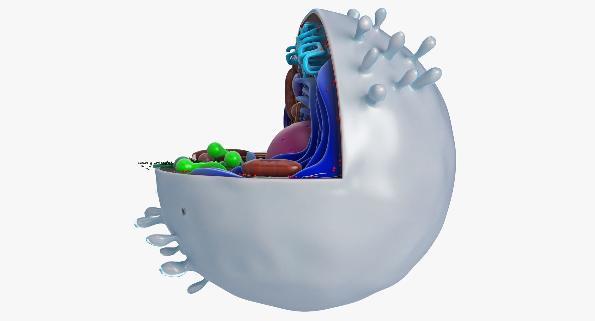 animal cell model https://p.turbosquid.com/ts-thumb/yM/u70Sq9/qLV1OiL6/animalcell_0074/jpg/1559374439/1920x1080/fit_q87/a03b140aaceb6655d95a7fcf2a83072ab533eb49/animalcell_0074.jpg
