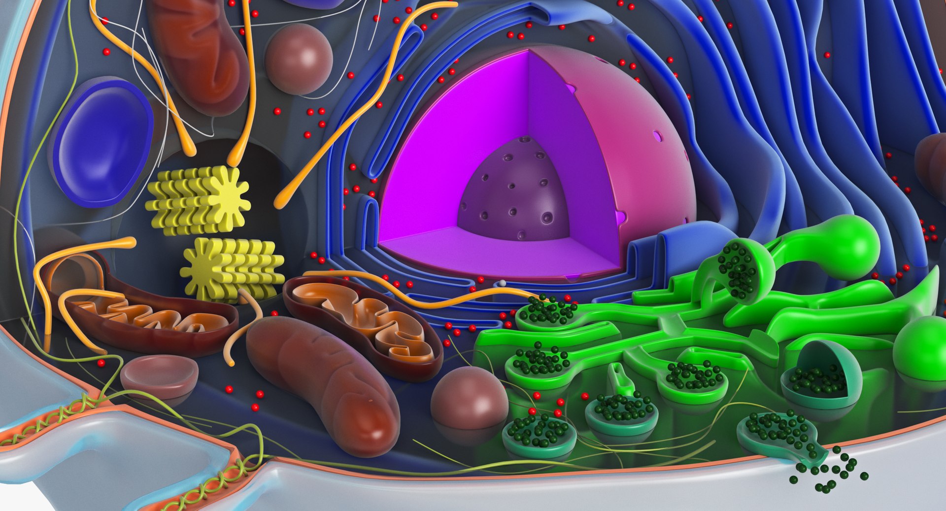 animal cell model https://p.turbosquid.com/ts-thumb/yM/u70Sq9/tE1vAbvL/animalcell_0081/jpg/1559374440/1920x1080/fit_q87/3a59a97372e61bea2add5083bcc419d2977adec3/animalcell_0081.jpg