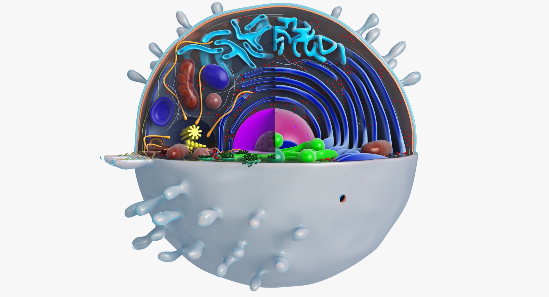 animal cell model https://p.turbosquid.com/ts-thumb/yM/u70Sq9/wpNABGc0/animalcell_0075/jpg/1559374439/1920x1080/fit_q87/dd7cbc21d6356cb44bf517b8cc3bcc9a1b9898ec/animalcell_0075.jpg
