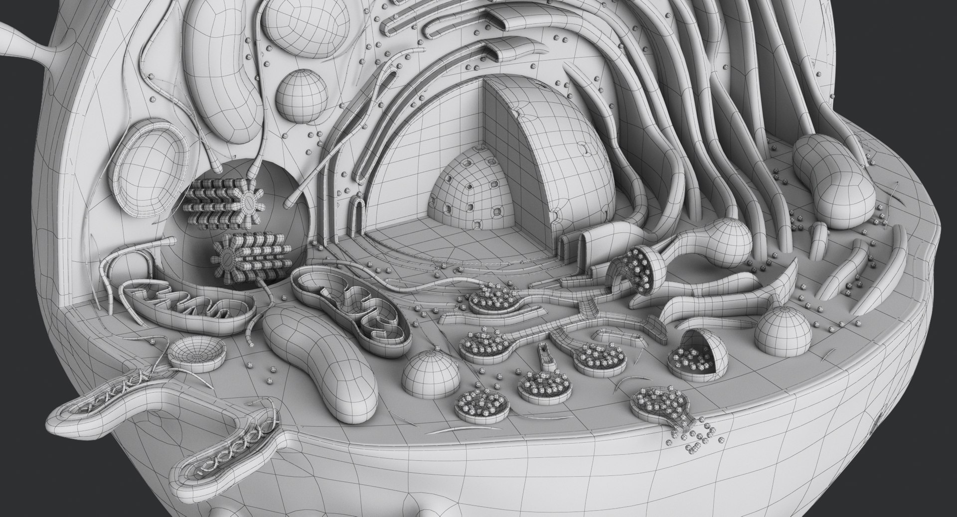 animal cell model https://p.turbosquid.com/ts-thumb/yM/u70Sq9/x3dno4gJ/animalcell_0089/jpg/1559374521/1920x1080/fit_q87/ca26a64df9b06b4554ba3346b97a7fa6f19d5ab1/animalcell_0089.jpg