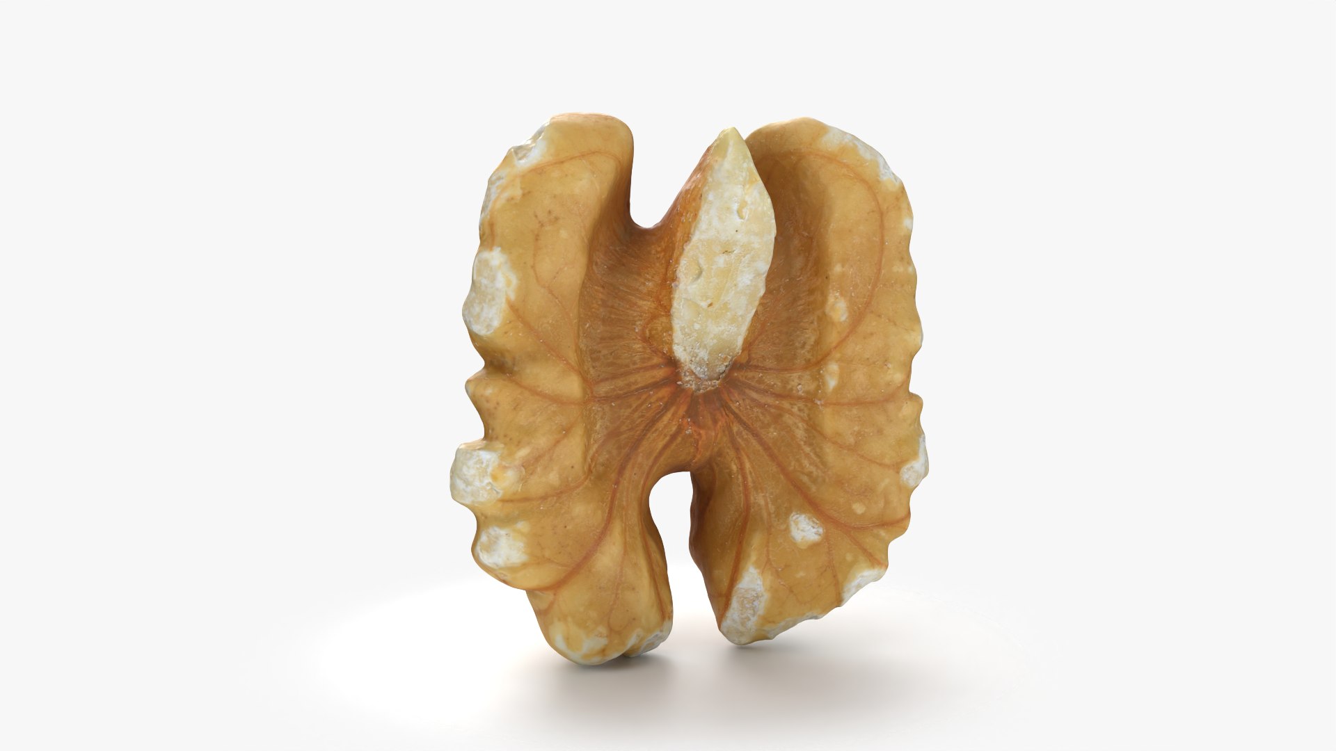 Walnut 03 - 3D Scanned 3D https://p.turbosquid.com/ts-thumb/yN/5AhcHJ/05/walnut03_0002/png/1772122879/1920x1080/fit_q87/542ad8bee1f90217ac292ed131ae9c924ecfa49a/walnut03_0002.jpg