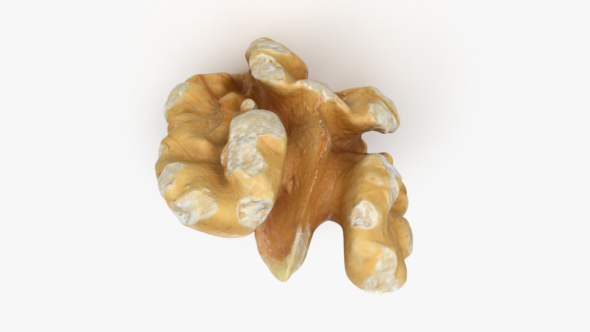 Walnut 03 - 3D Scanned 3D https://p.turbosquid.com/ts-thumb/yN/5AhcHJ/Ba/walnut03_0008/png/1772122891/1920x1080/fit_q87/30f28f4f50989ca3fdfeed3b68d67f07ca0b7817/walnut03_0008.jpg