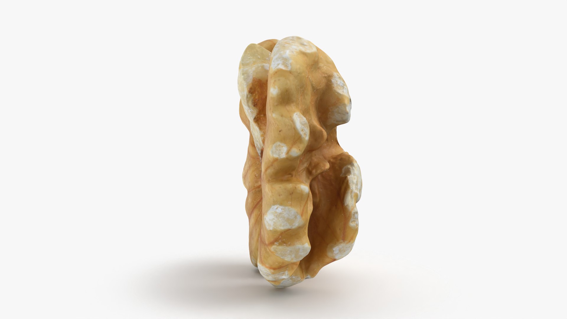 Walnut 03 - 3D Scanned 3D https://p.turbosquid.com/ts-thumb/yN/5AhcHJ/XO/walnut03_0006/png/1772122885/1920x1080/fit_q87/8e040f19cf559ad716de29aa4362d06344eede03/walnut03_0006.jpg