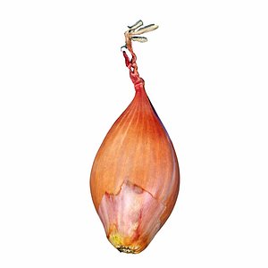 3D Shallot Onion