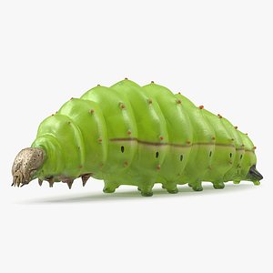 3D Silkworm Green Rigged